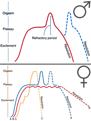 Line graphs showing human sexual response