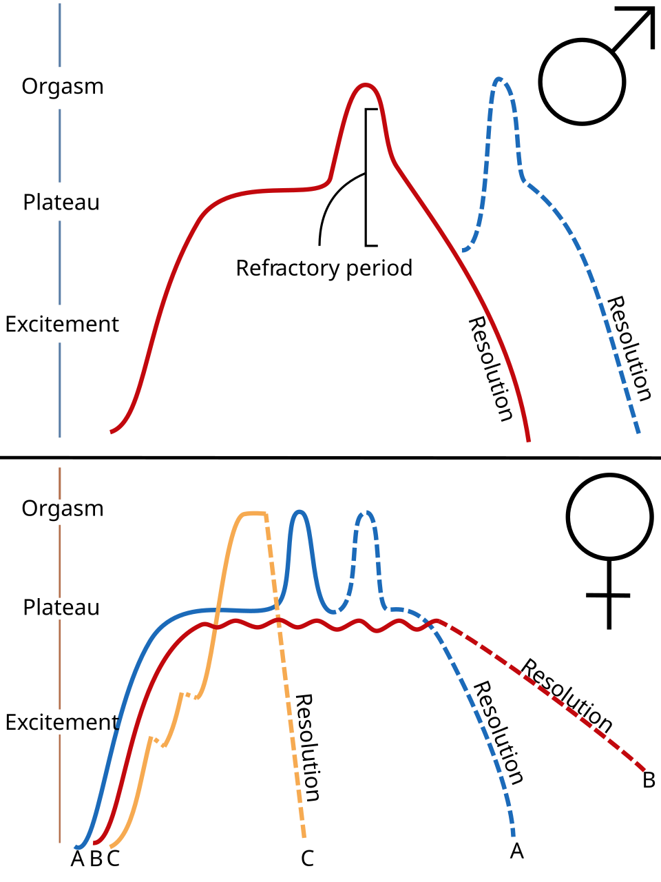 Line diagram showing human sexual response